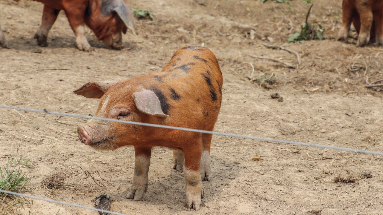 Photo of Others in Edenbridge