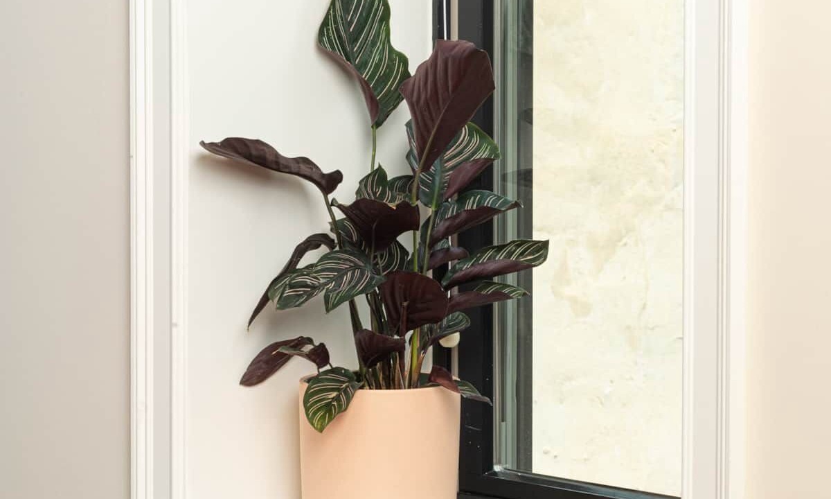 Photo of Others in Queen Village