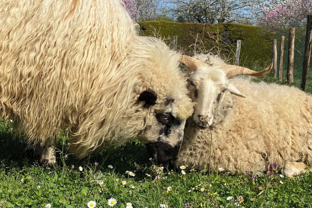 Photo of Others in Chivres