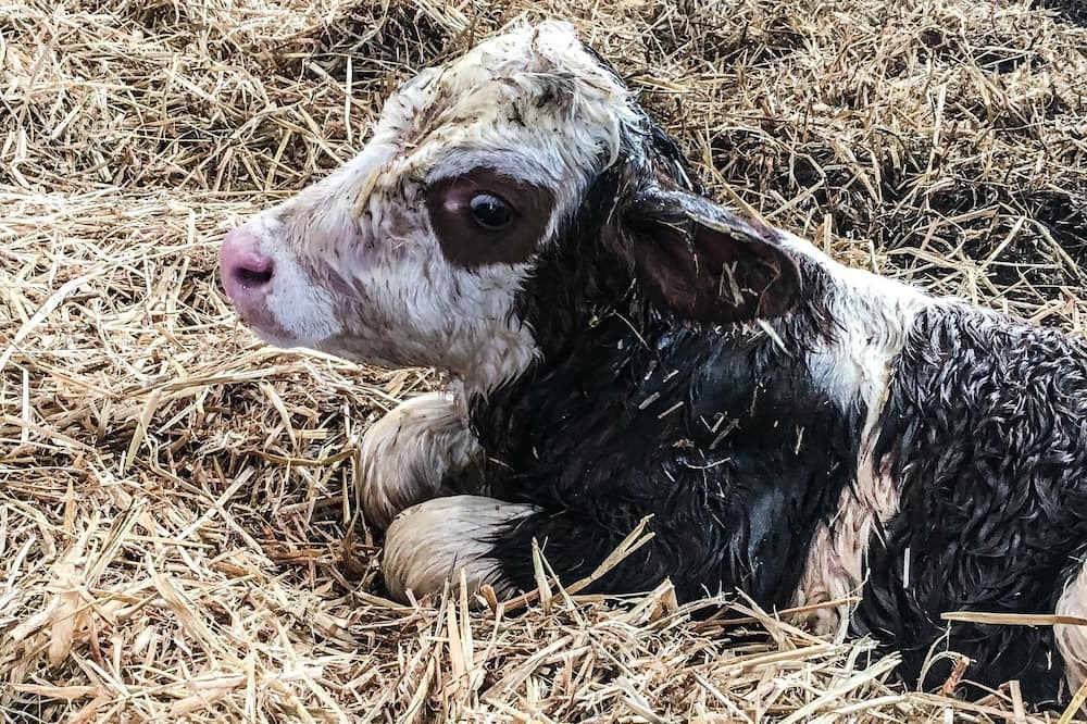 Photo of Others in Chivres