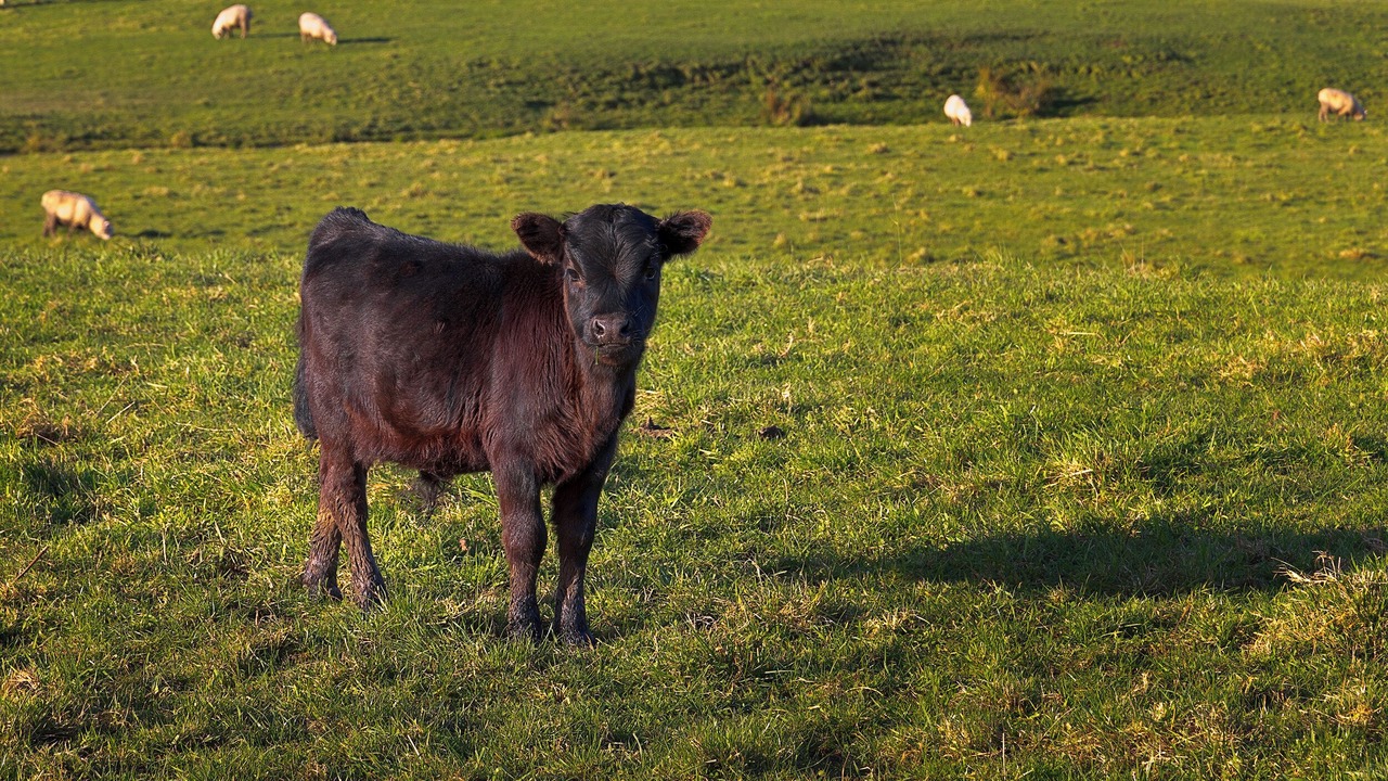 Photo of Others in Elsthorpe