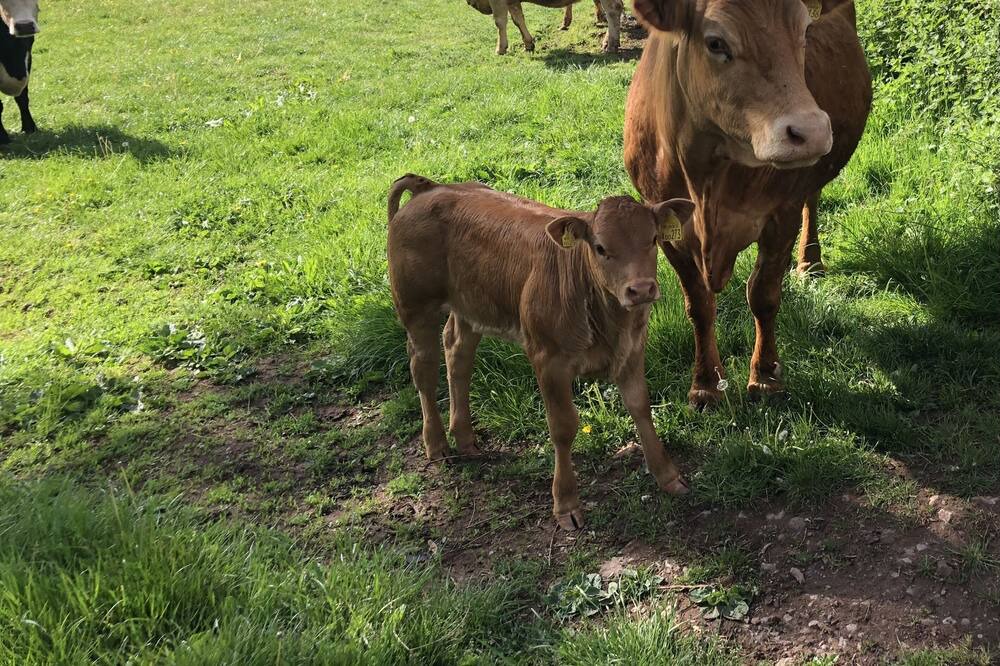 Photo of Others in Newent