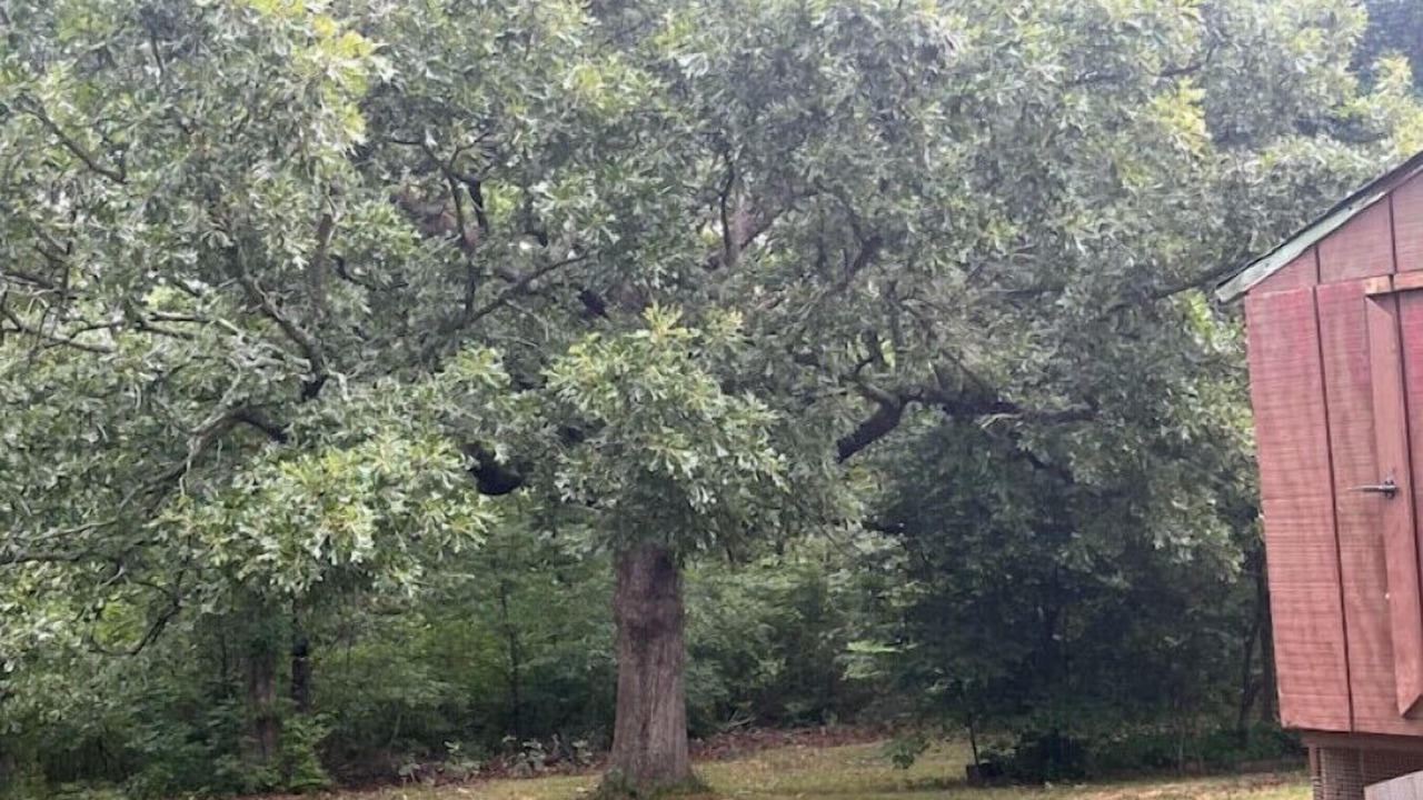 Photo of Outdoor in De Soto