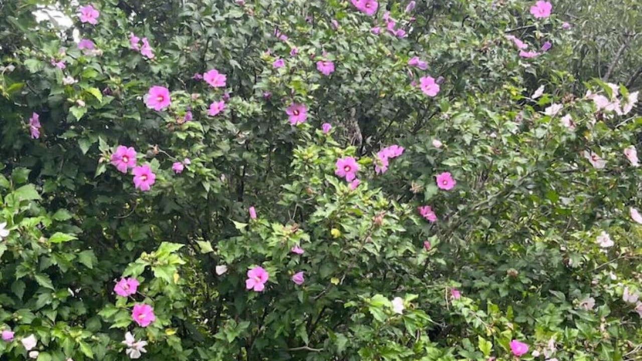 Photo of Outdoor in De Soto