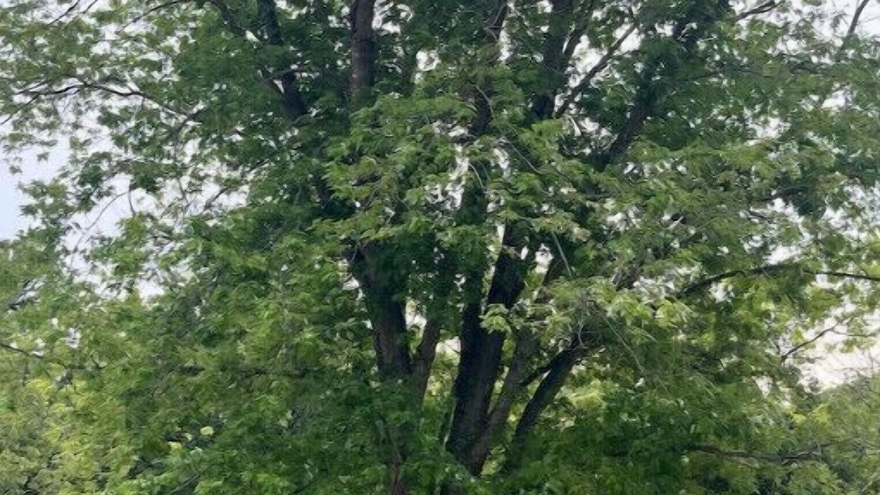 Photo of Outdoor in De Soto