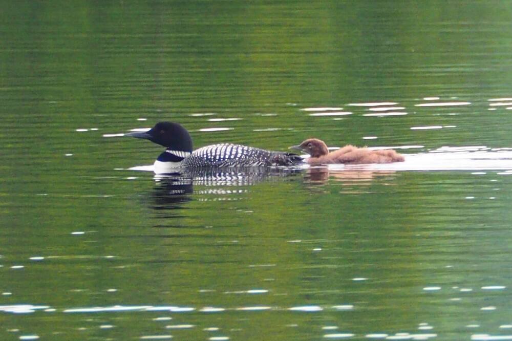 Photo of Others in Wentworth-Nord