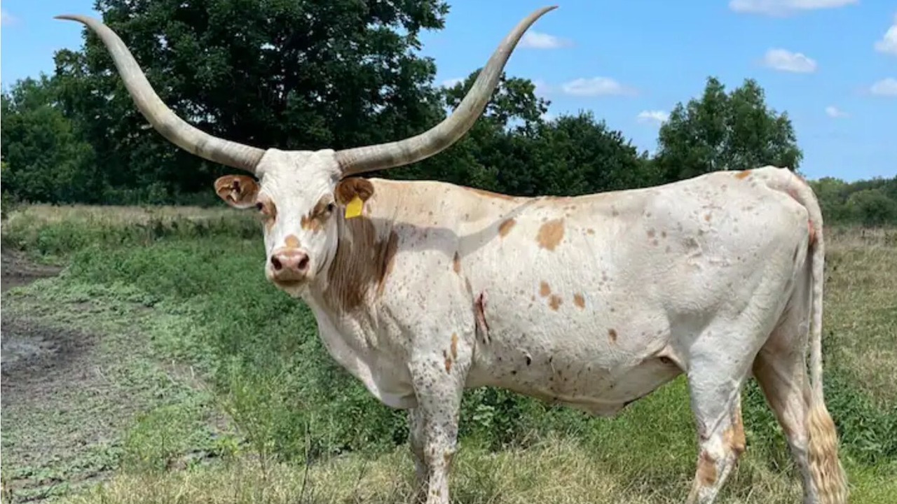 Photo of Outdoor in Lockhart
