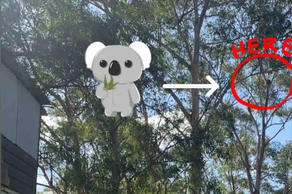 Photo of Outdoor in Kurrajong Hills