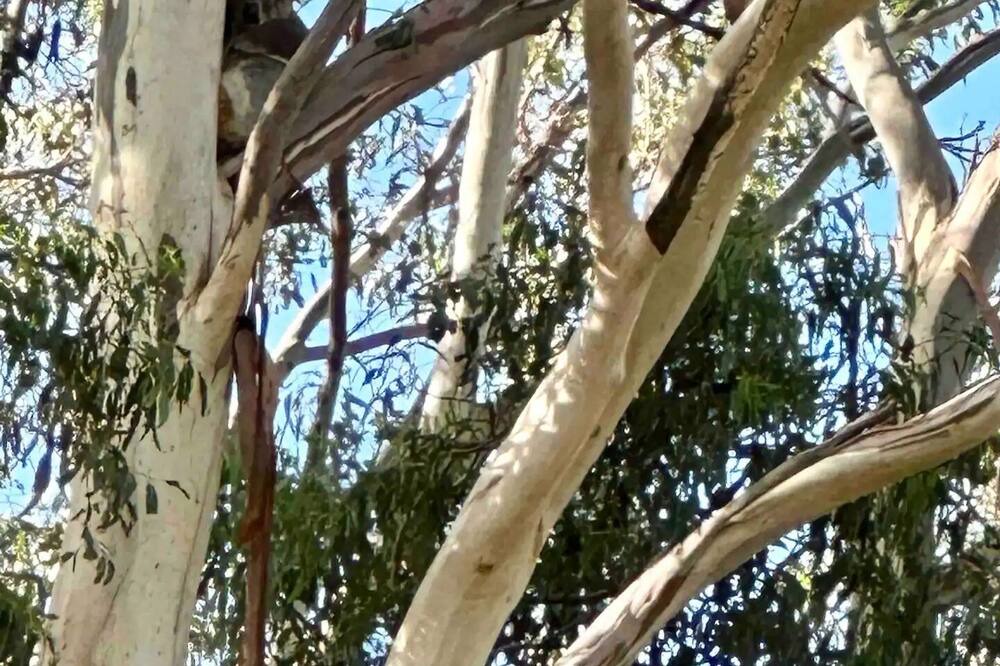 Photo of Outdoor in Kurrajong Hills