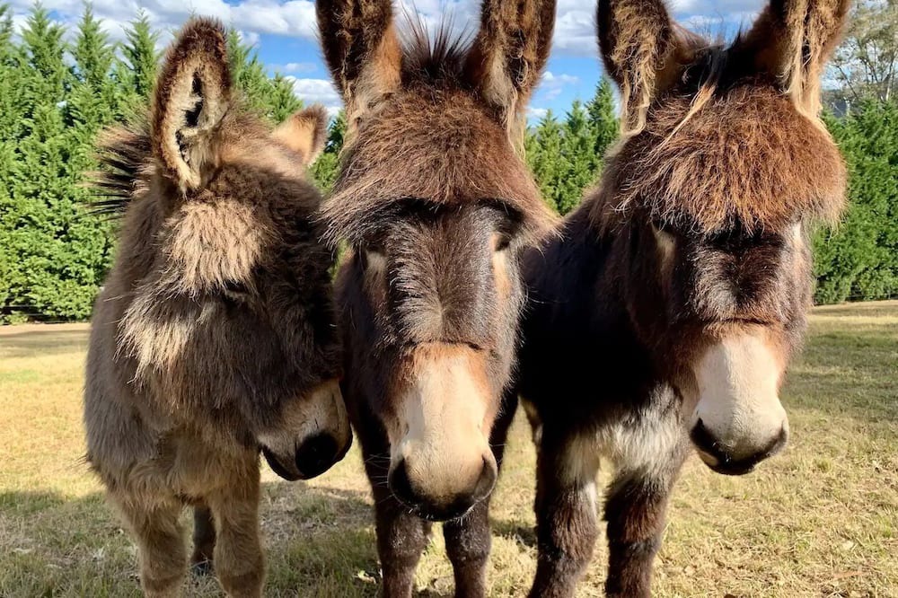 Photo of Others in Kurrajong Hills