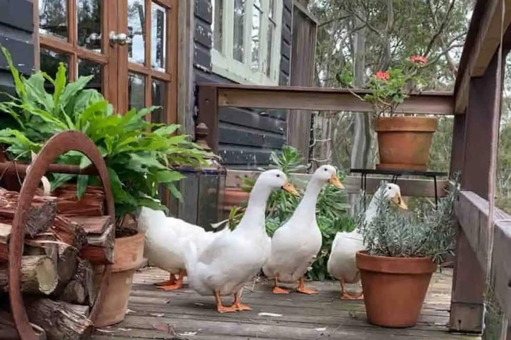 Photo of Outdoor in Kurrajong Hills