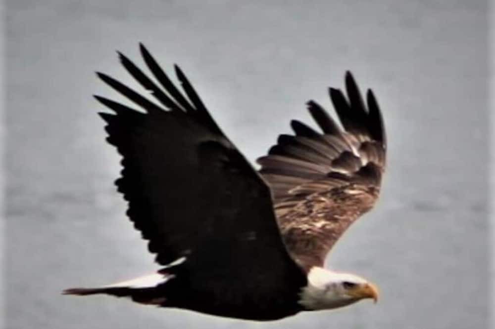 Photo of Others in Kettle Falls