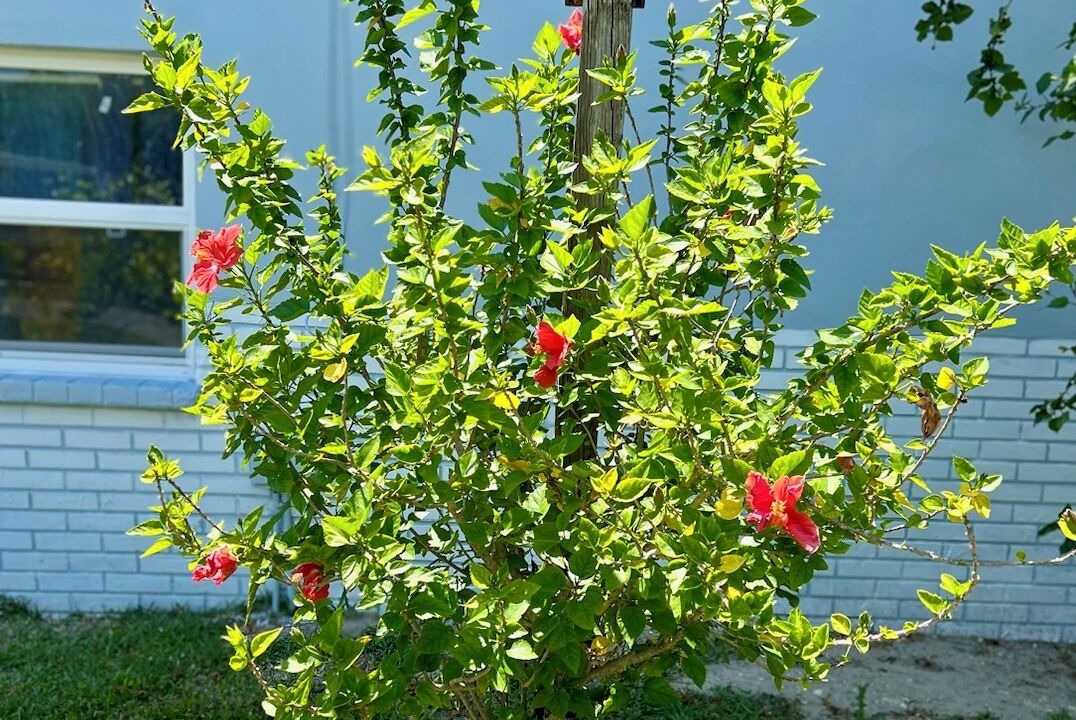 Photo of Outdoor in Weeki Wachee Gardens