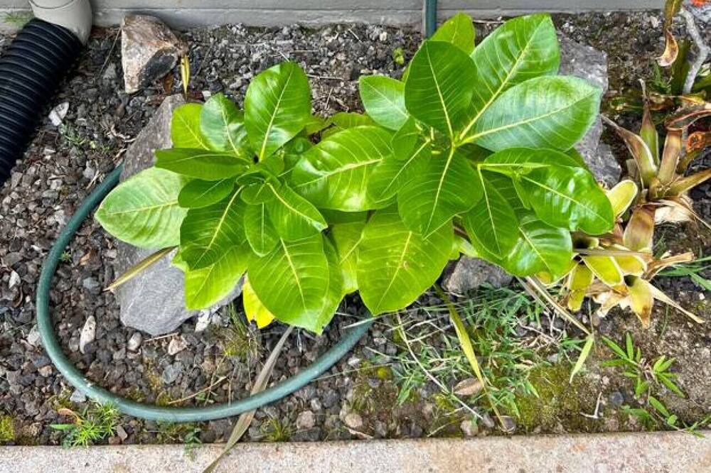 Photo of Outdoor in Napili