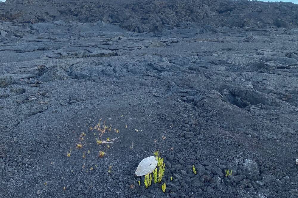 Photo of Others in Kapoho