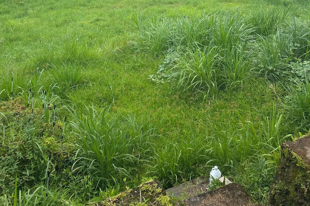 Photo of Outdoor in Kapoho