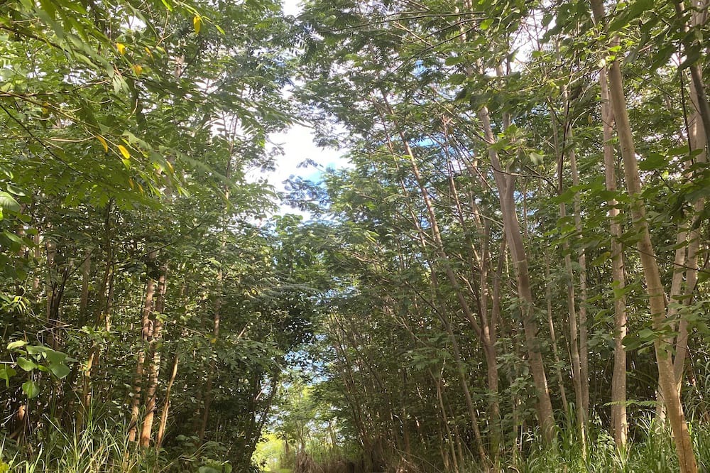 Photo of Outdoor in Kapoho