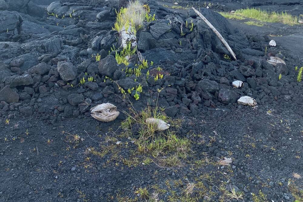 Photo of Others in Kapoho