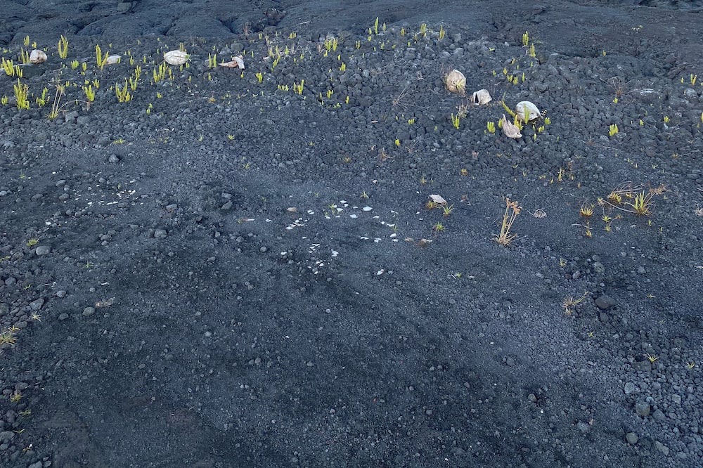 Photo of Others in Kapoho