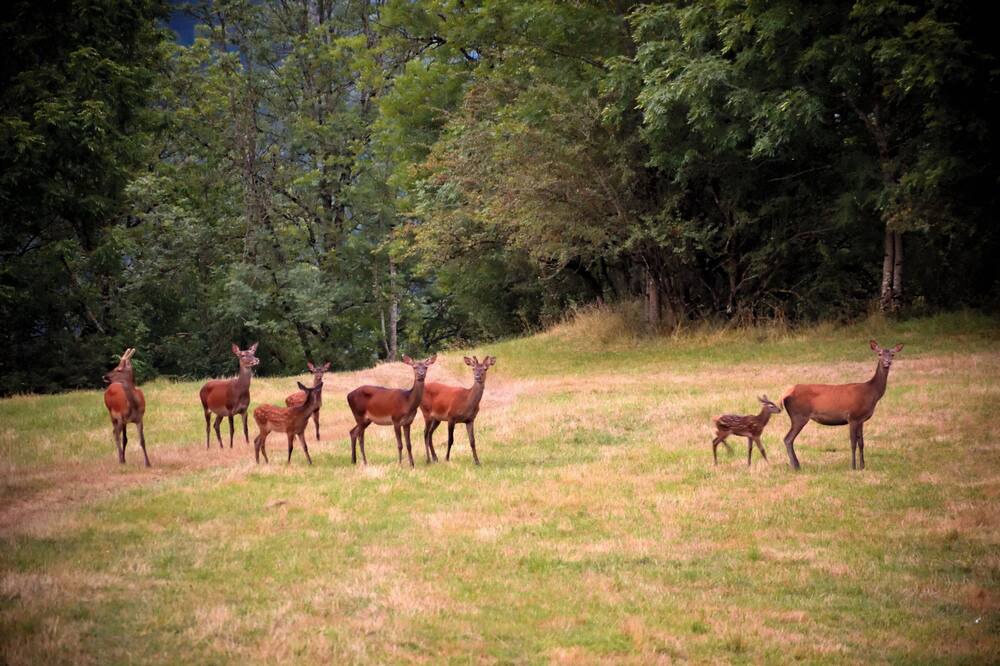Photo of Others in Cier-de-Luchon