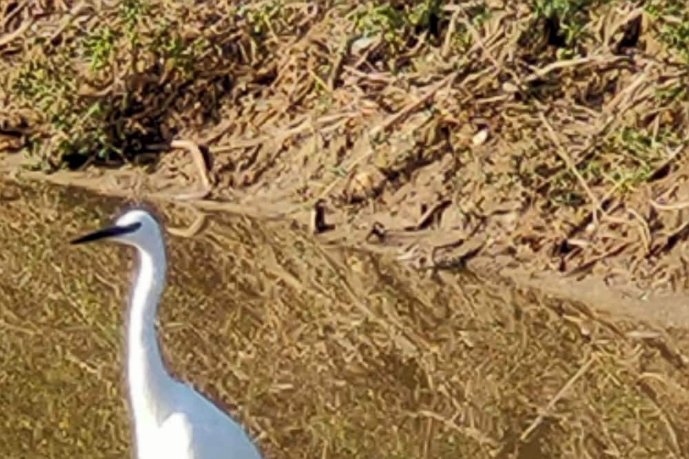 Photo of Others in Saintes-Maries-de-la-Mer