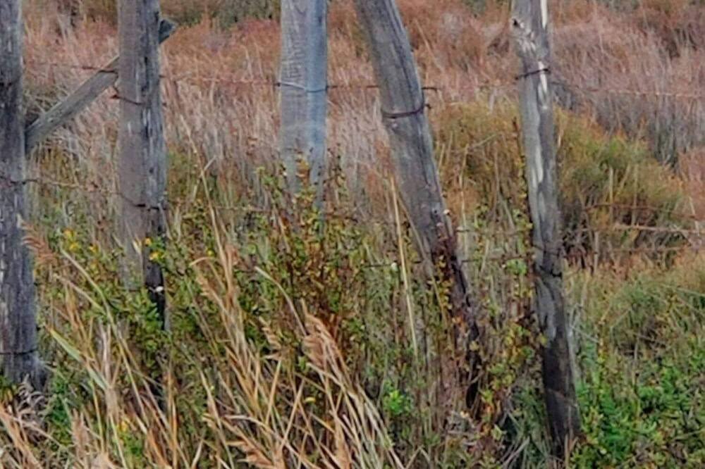 Photo of Outdoor in Saintes-Maries-de-la-Mer