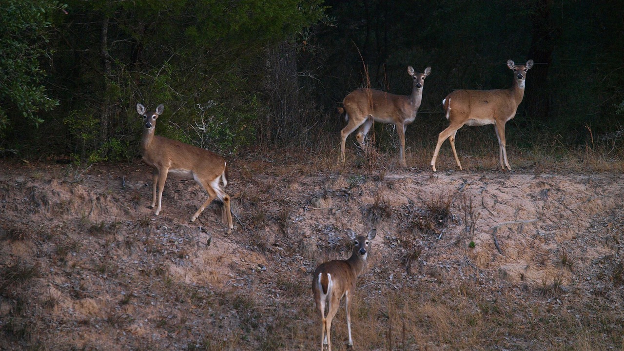 Photo of Outdoor in Cat Spring