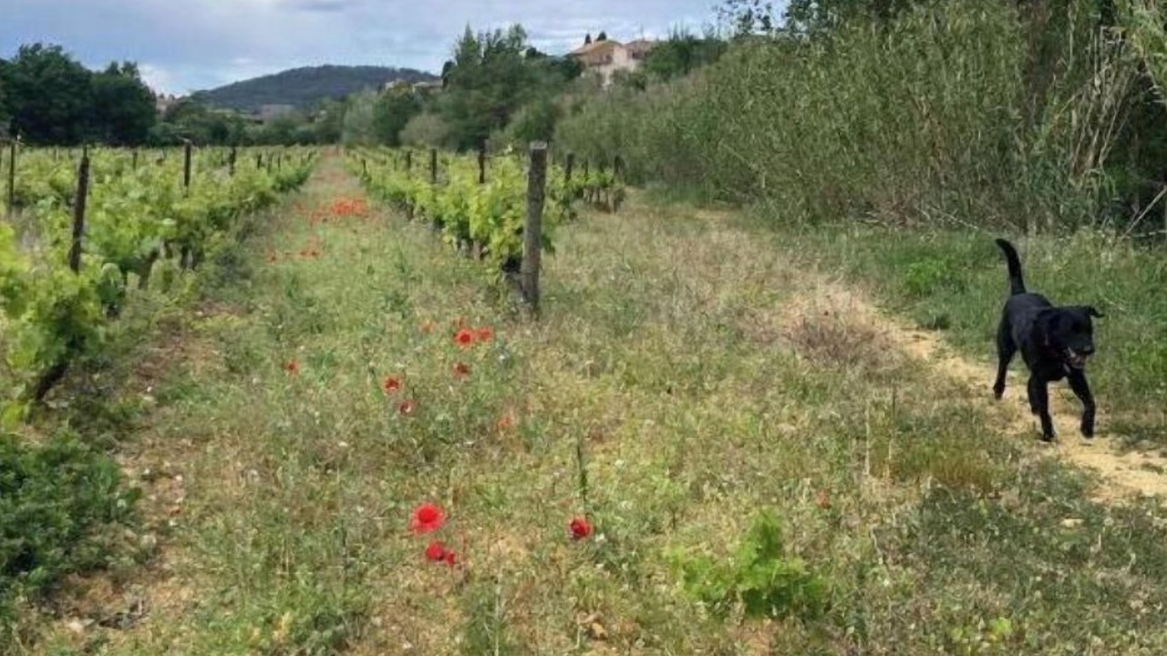 Photo of Outdoor in Saint-Laurent-de-la-Cabrerisse