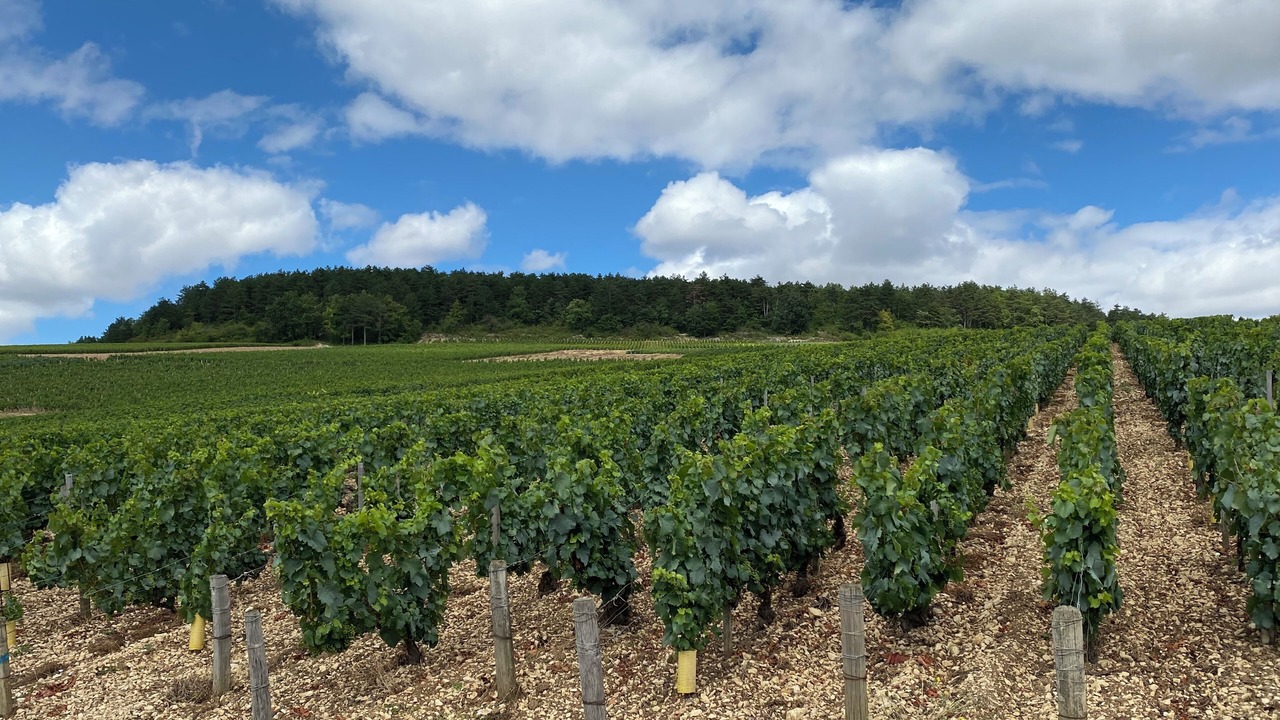 Photo of Others in Chablis