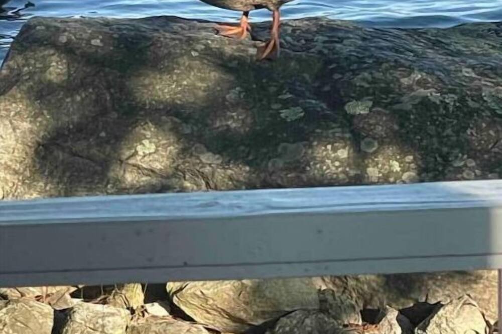 Photo of Others in Windham