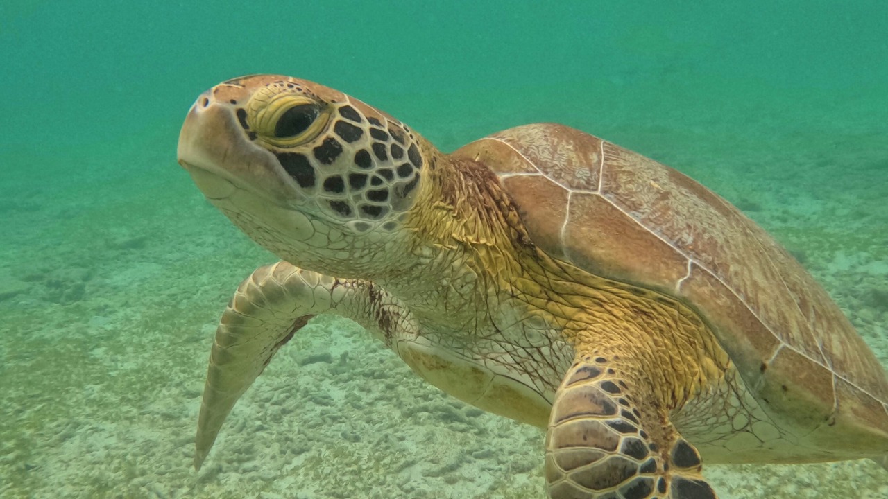 Photo of Others in Gili Air