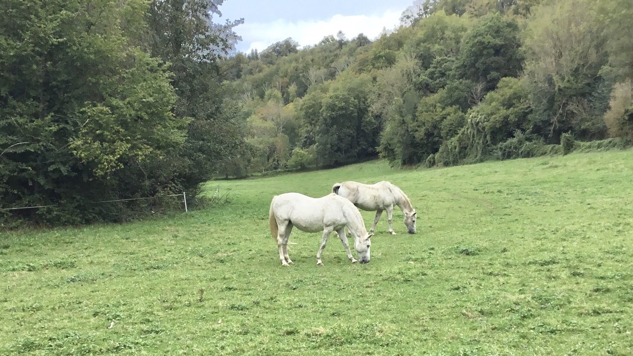 Photo of Others in Triqueville