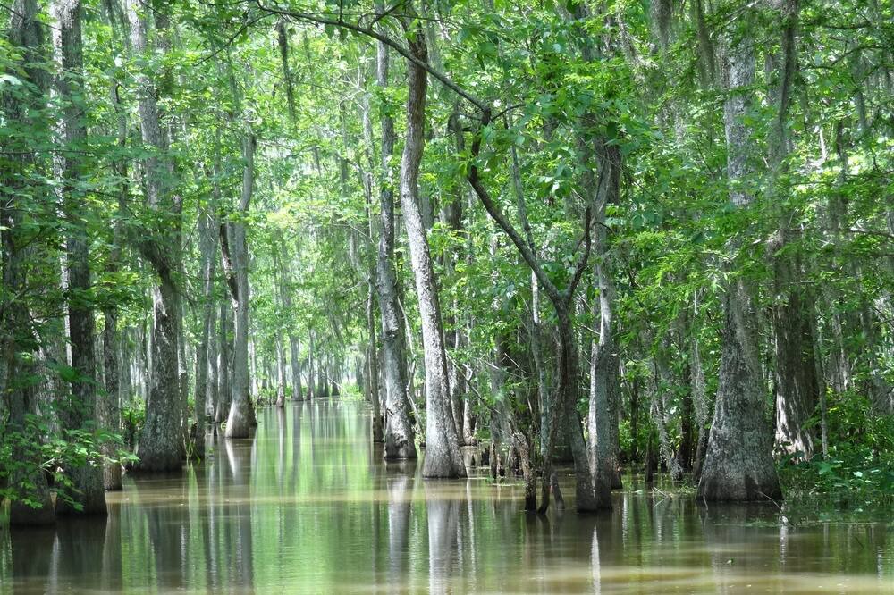 Photo of Others in Bayou Cane