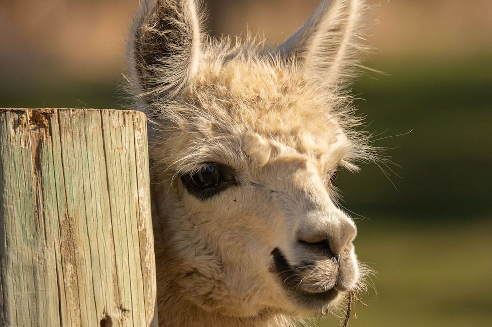 Photo of Others in Heathcote