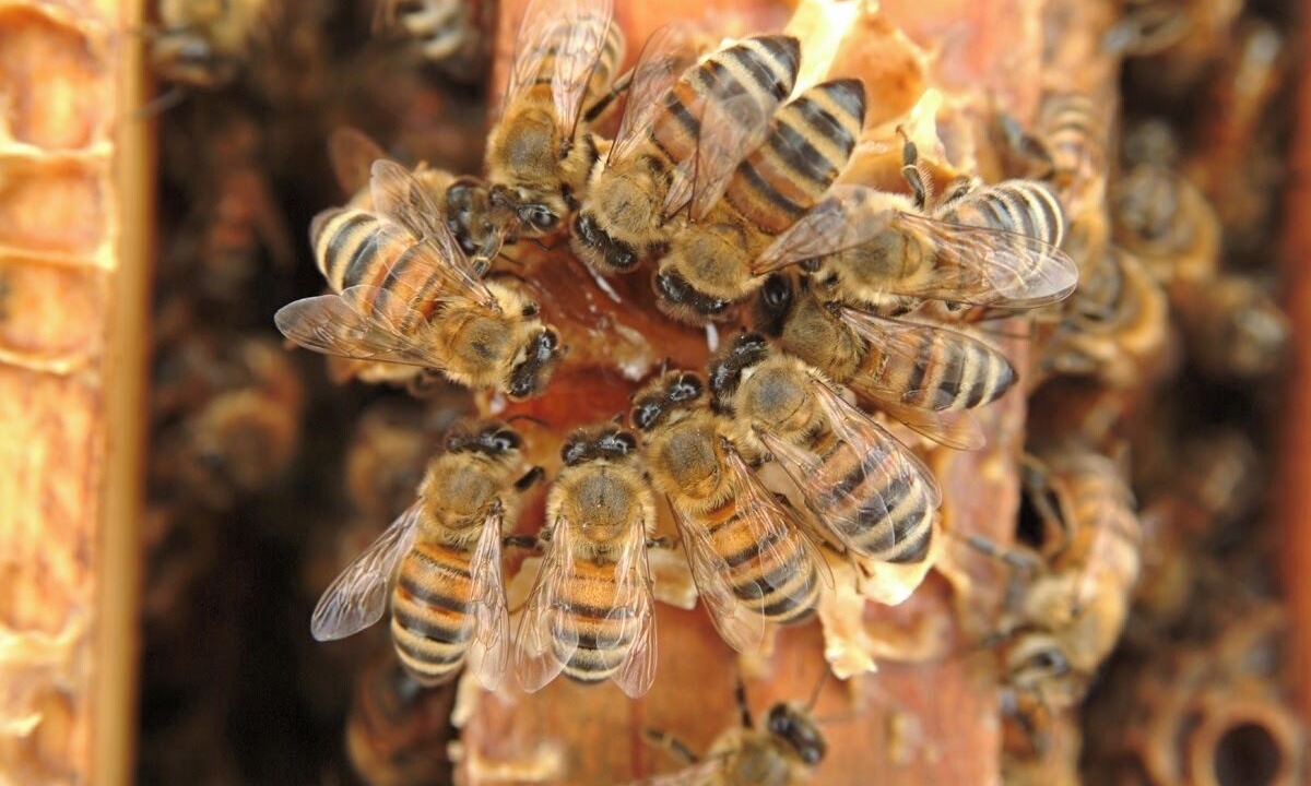 Photo of Others in Navasota