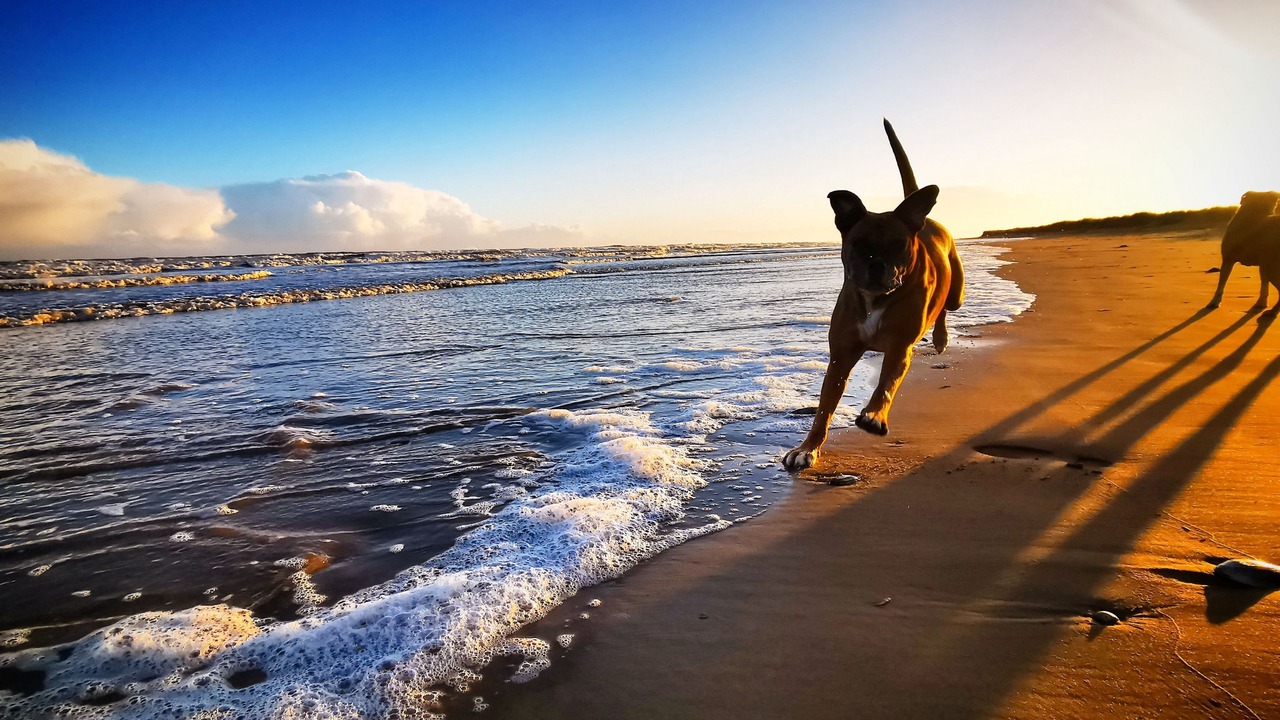 Photo of Others in Laugharne