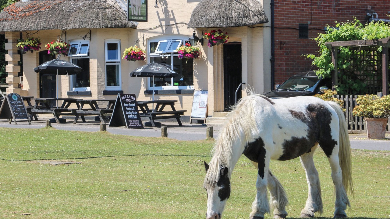 Photo of Outdoor in New Forest District