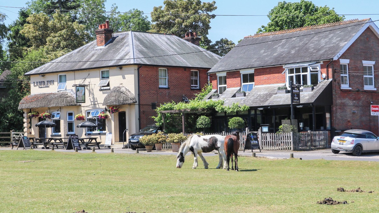 Photo of Outdoor in New Forest District