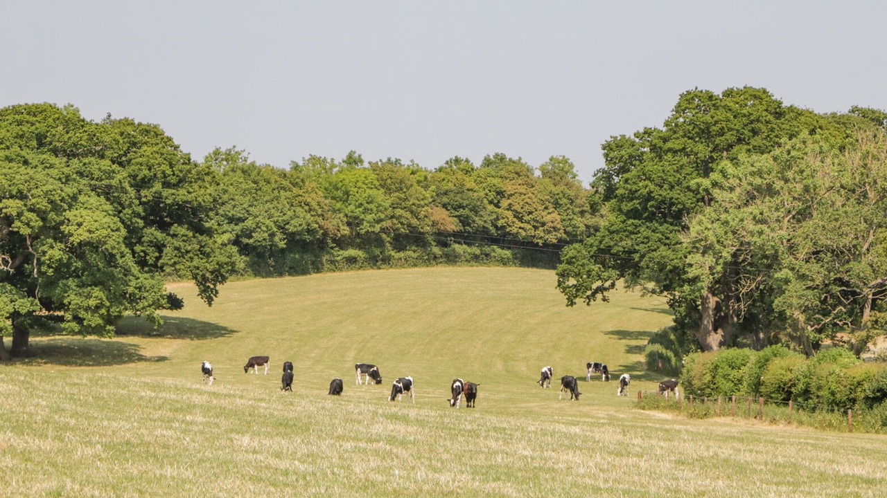 Photo of Others in Hatherleigh