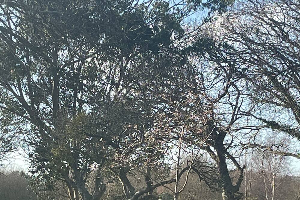 Photo of Outdoor in Wareham