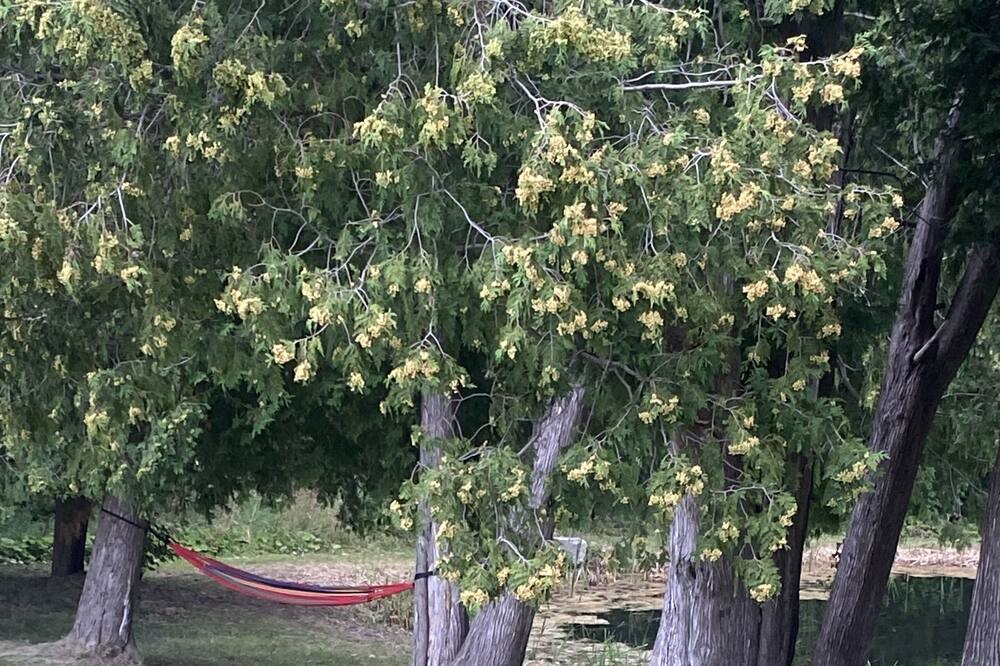Photo of Outdoor in Greenbank