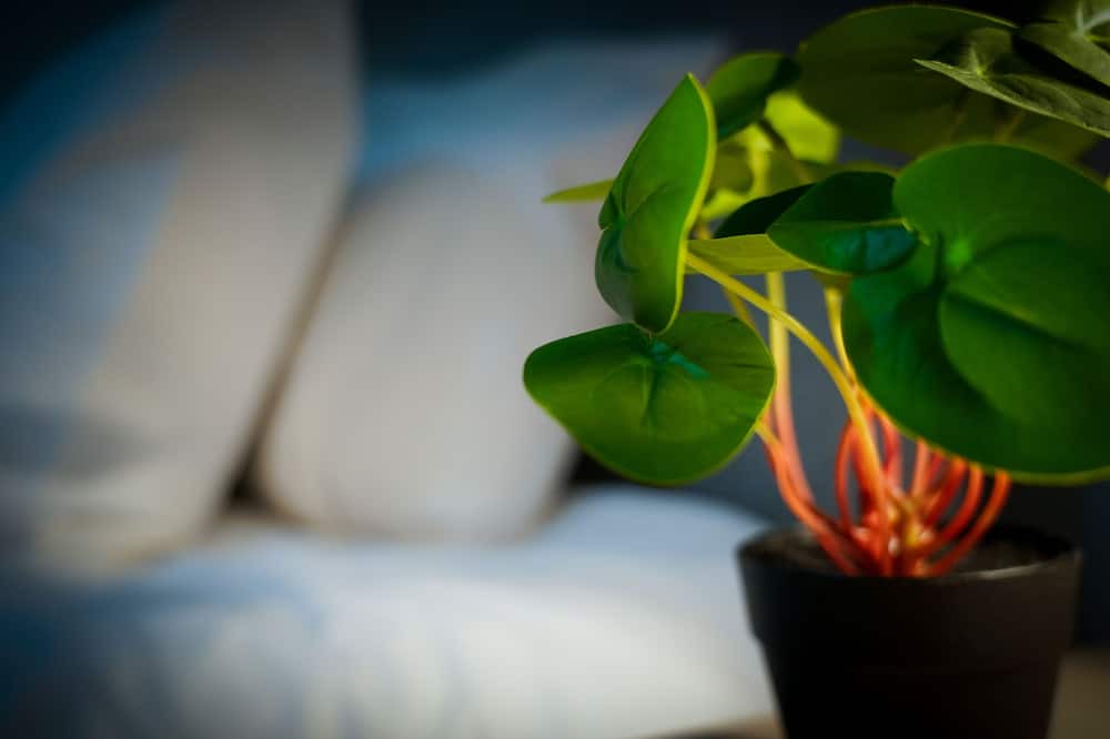 Photo of Others in Tea Green