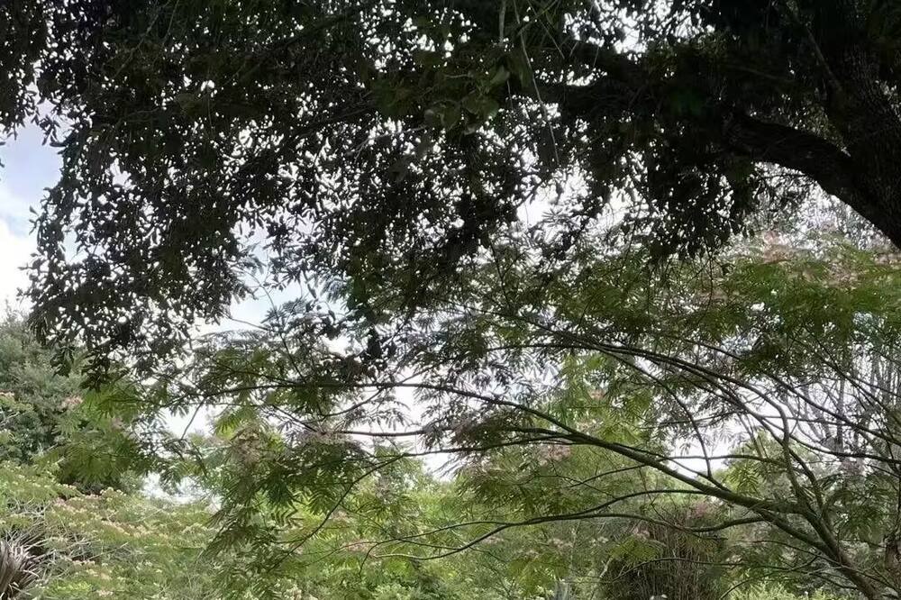 Photo of Outdoor in Iowa Colony