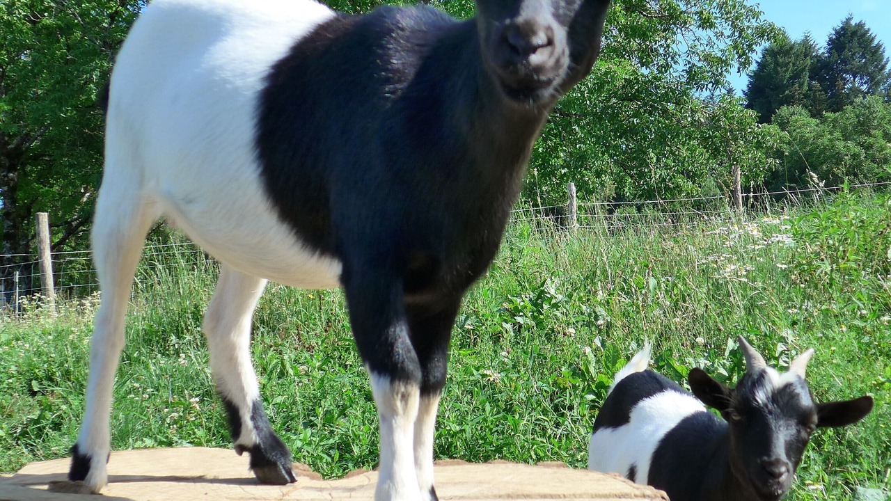 Photo of Outdoor in Segur-le-Chateau