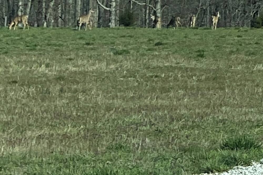 Photo of Others in Horse Cave
