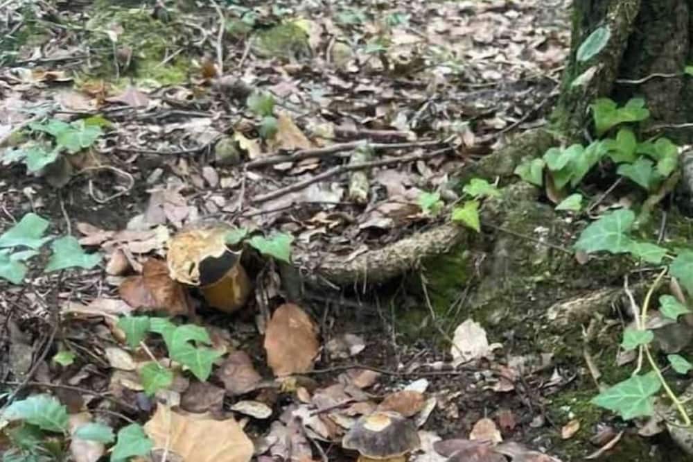 Photo of Outdoor in Saint-Genies-de-Varensal