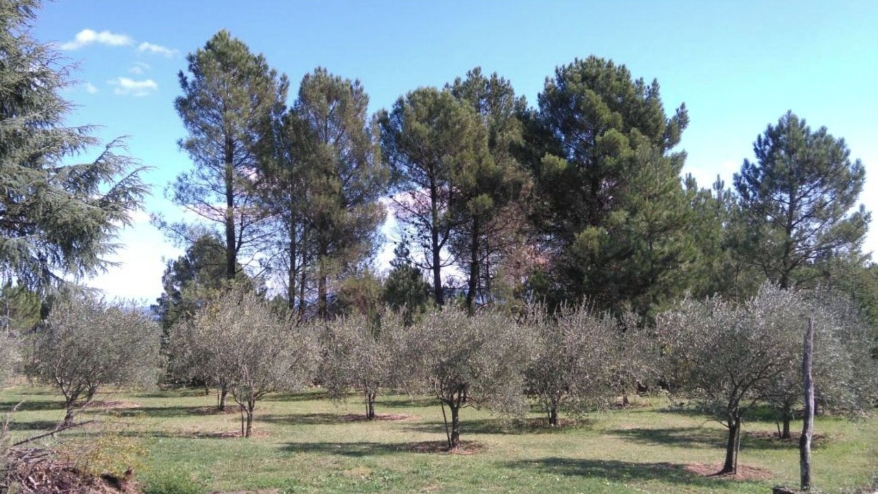 Photo of Outdoor in Lablachere