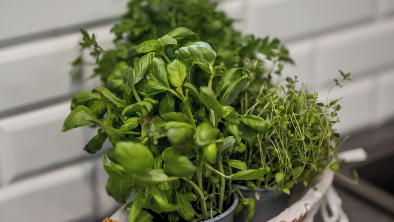 Photo of Kitchen in Kirriemuir