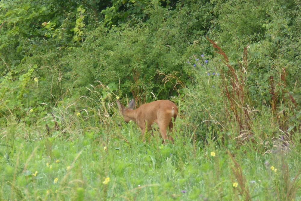 Photo of Outdoor in Giroux