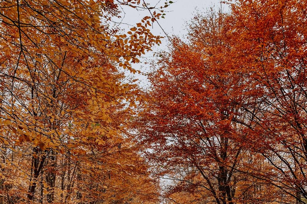Photo of Outdoor in East Branch